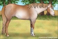 Horse Color:Gray Gold Champagne