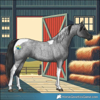 Horse Color:Blue Roan Tobiano 