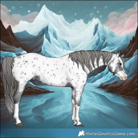 Horse Color:Black Splash Appaloosa 