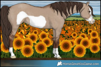 Horse Color:Liver Red Dun Frame 