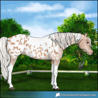 Horse Color:Silver Bay Dun Tobiano Appaloosa 
