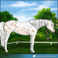 Horse Color:Silver Bay Dun Tobiano Appaloosa