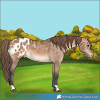 Horse Color:Bay Dun Appaloosa 