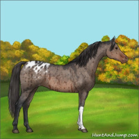 Horse Color:Brown Dun Appaloosa Brindle 