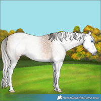 Horse Color:Gray Buckskin Splash