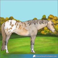 Horse Color:Buckskin Blanket 