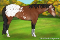 Horse Color:Gray Bay Appaloosa