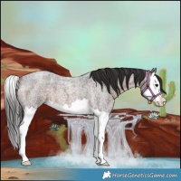 Horse Color:Brown Roan Splash 