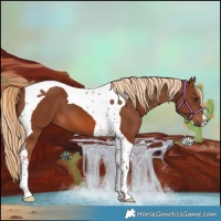 Horse Color:Chestnut Tobiano