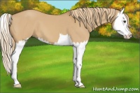 Horse Color:Red Dun Splash 