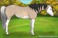 Horse Color:Bay Dun Splash