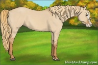 Horse Color:Red Dun Splash Rabicano 