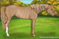 Horse Color:Chestnut Rabicano