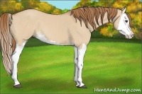 Horse Color:Red Dun Splash 