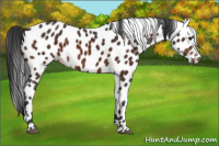 Horse Color:Brown Appaloosa 