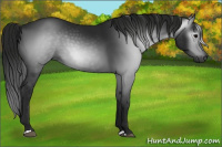 Horse Color:Gray Black 