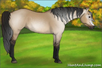 Horse Color:Gray Bay Dun