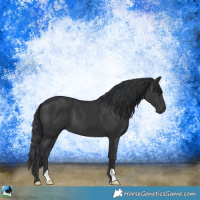 Horse Color:Black 