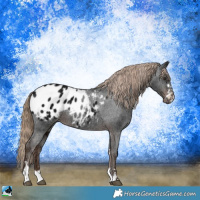 Horse Color:Liver Chestnut Ice Appaloosa 