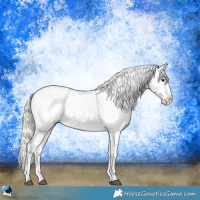 Horse Color:Liver Chestnut Mushroom Appaloosa 