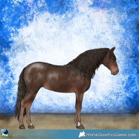 Horse Color:Liver Chestnut Rabicano 