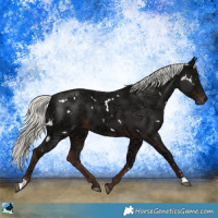 Horse Color:White Spotted Liver Chestnut Ice Mushroom Sabino 