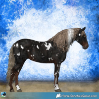Horse Color:White Spotted Liver Chestnut Ice