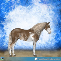 Horse Color:Chocolate Palomino Mushroom Sabino 