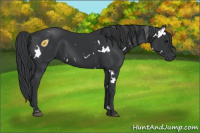 Horse Color:White Spotted Black