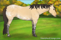 Horse Color:Buckskin Ice Dun 
