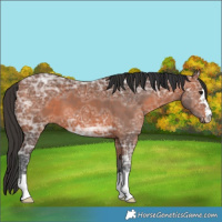 Horse Color:Bay Ice 