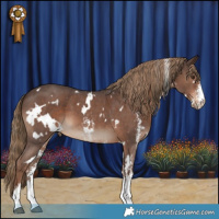Horse Color:White Spotted Liver Chestnut Sabino 