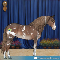 Horse Color:White Spotted Liver Chestnut Sabino