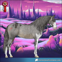 Horse Color:Buckskin Sabino Appaloosa Rabicano 