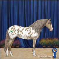 Horse Color:Chocolate Palomino Dun Sabino Appaloosa 