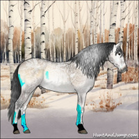 Horse Color:Gray Bay Ice Roan Onyx Rabicano 