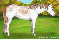 Horse Color:White Spotted Chestnut Ice Splash 