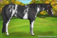 Horse Color:White Spotted Black 