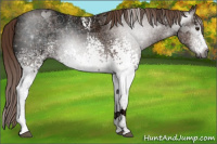 Horse Color:Gray White Spotted Chestnut Ice 