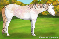 Horse Color:White Spotted Gold Champagne Ice 