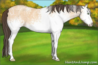 Horse Color:White Spotted Amber Champagne Ice Roan 