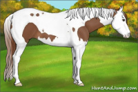 Horse Color:Chestnut Splash Tobiano