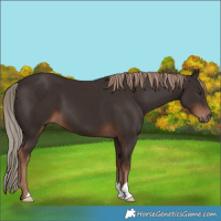 Horse Color:Liver Chestnut