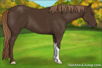 Horse Color:Liver Chestnut 