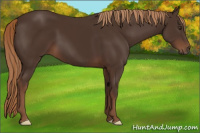 Horse Color:Liver Chestnut 