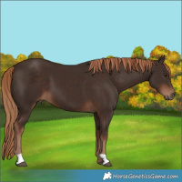 Horse Color:Liver Chestnut