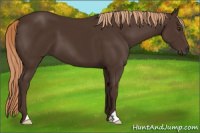 Horse Color:Liver Chestnut 