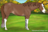 Horse Color:Chestnut Splash