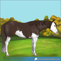 Horse Color:Liver Chestnut Splash 