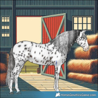 Horse Color:Brown Splash Appaloosa 
